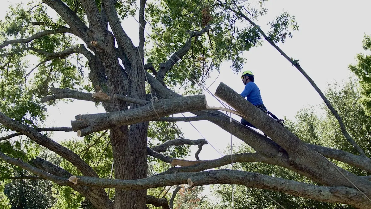 Professional Crown Thinning performed by certified arborists in Burrton
