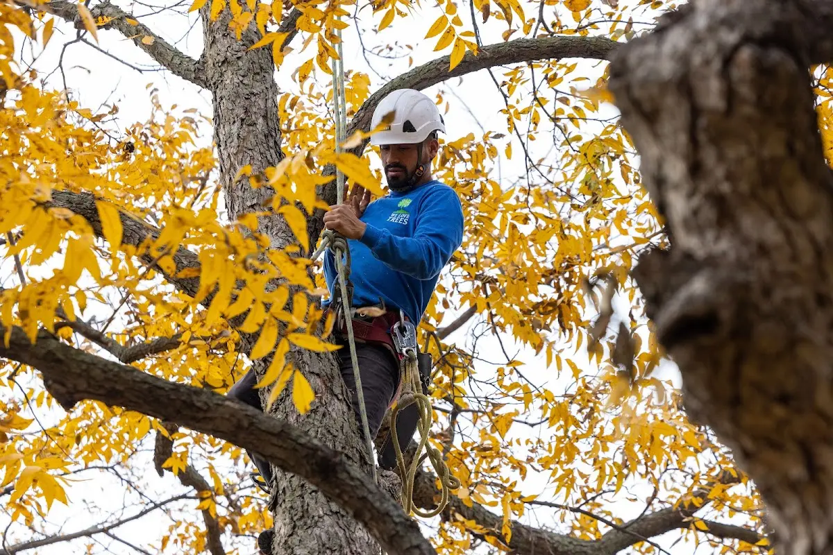 Skilled Tree Transplanting crew working in Burrton